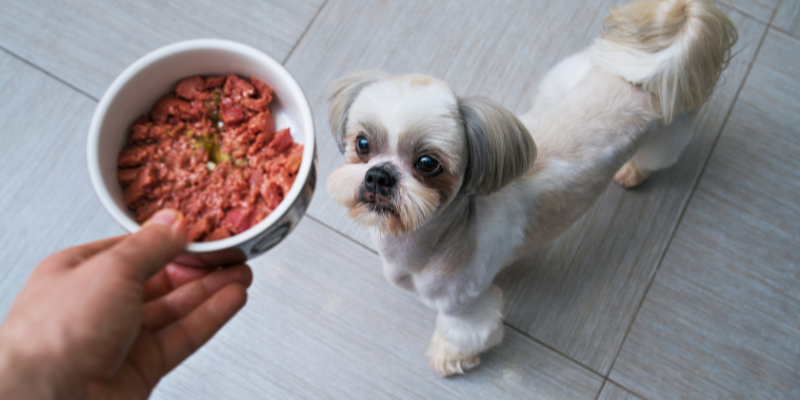 Le 7 migliori marche di cibo umido per cani cover