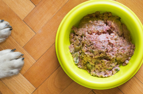 Scegliere il miglior cibo umido per cani: la classifica thumb