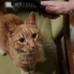 Cosa fare se il gatto ha la forfora