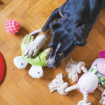 Giochi per cane in casa