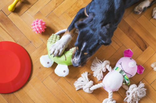 5 attività per non far annoiare il cane in casa thumb