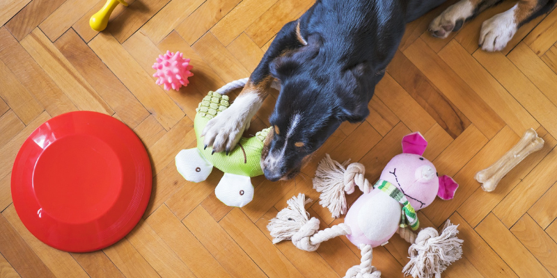 5 attività per non far annoiare il cane in casa cover