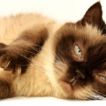 Vermi nel gatto