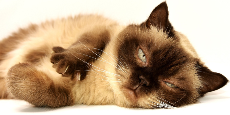 Come riconoscere i vermi nel gatto: sintomi e cure cover