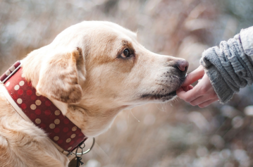 Le 6 migliori marche di crocchette per cani: la classifica del 2023 thumb