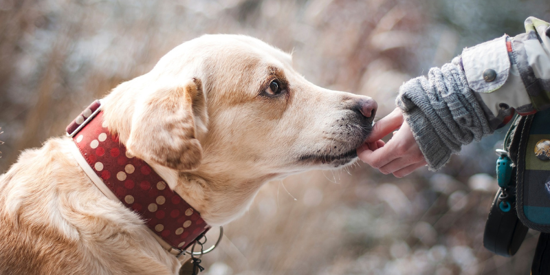 Le 6 migliori marche di crocchette per cani: la classifica del 2023 cover