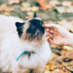 Cibo per gatti consigliato dai veterinari