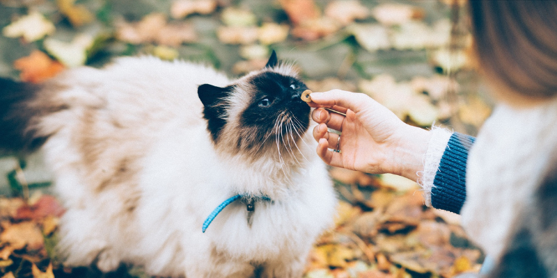 Il miglior cibo per gatti consigliato dai veterinari: come scegliere quello giusto cover