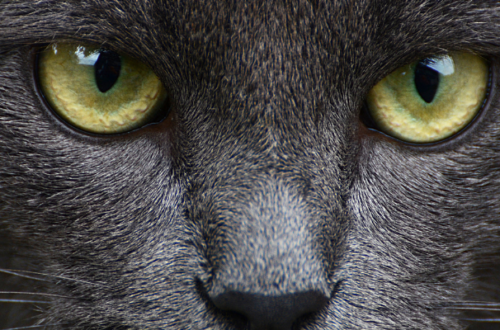 Malattie e infezioni degli occhi del gatto: cosa sapere thumb