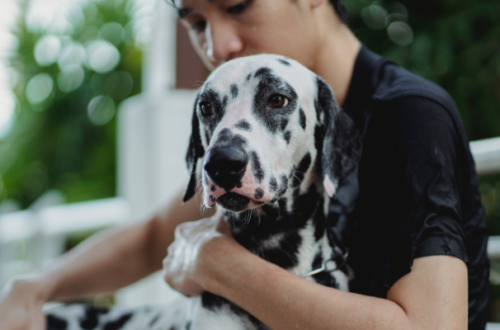 ​​Tutto quello che c’è da sapere sul Dalmata: aspetto, cura e alimentazione thumb