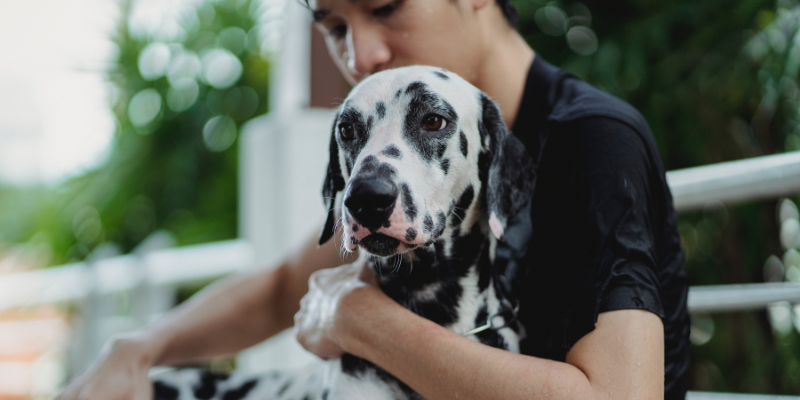 ​​Tutto quello che c’è da sapere sul Dalmata: aspetto, cura e alimentazione cover