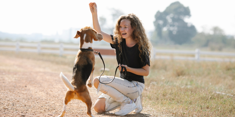 Dai biscotti alle crocchette: i 14 migliori snack per l’addestramento dei cani che dovresti conoscere cover