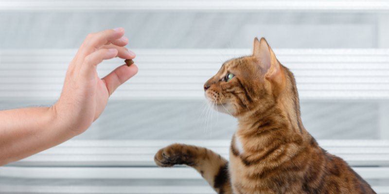 Guida completa all’alimentazione dei gatti diabetici cover