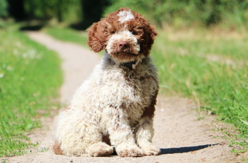 Tutto ciò che devi sapere sul Lagotto Romagnolo thumb