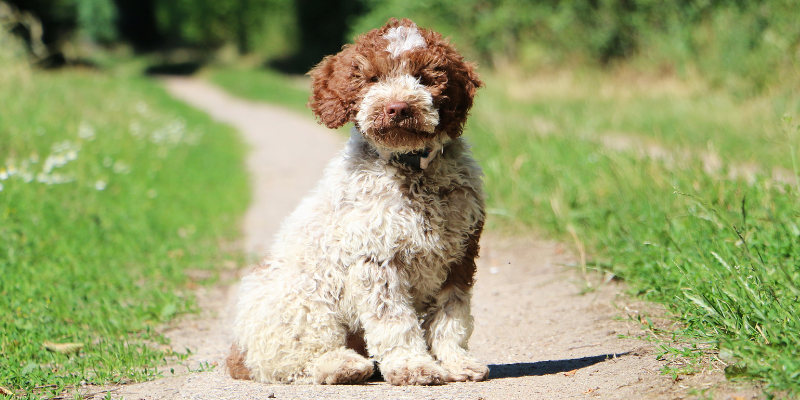 Tutto ciò che devi sapere sul Lagotto Romagnolo cover