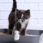 Dove buttare la lettiera del gatto