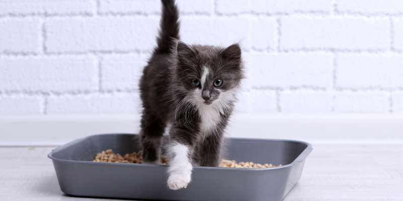 Come smaltire correttamente la lettiera del gatto: la guida definitiva cover