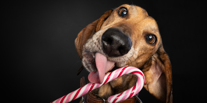 Cibo per cani diabetici: la classifica definitiva cover