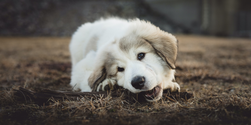 Nutrire il tuo cucciolo: le migliori crocchette per cani puppy cover