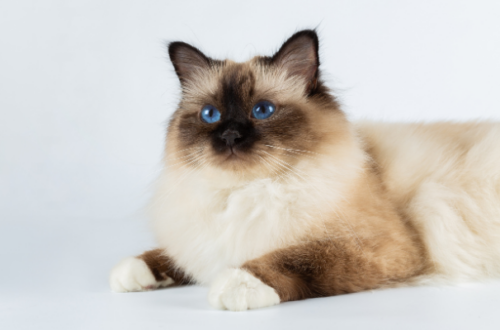 Mistero e Fascino: Alla Scoperta del Gatto Birmano thumb