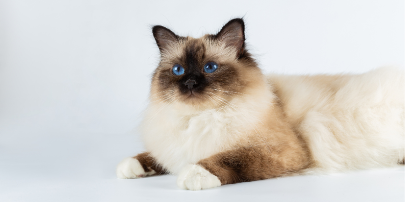 Mistero e Fascino: Alla Scoperta del Gatto Birmano cover