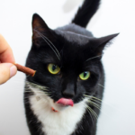 cibo per gatti senza cereali