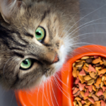 Gatto mangia croccantini nella ciotola