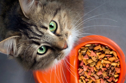 Il miglior umido per gatti sterilizzati: la classifica thumb