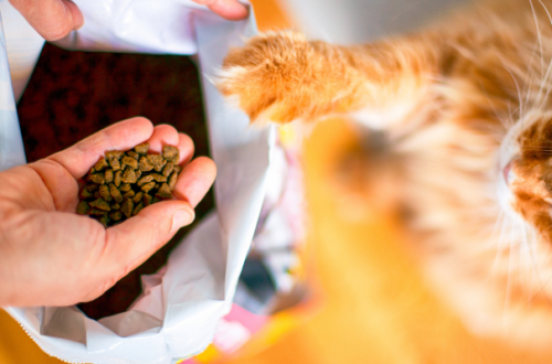 Cibo a base di insetti per cane e gatto: il mangime del futuro thumb