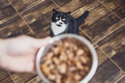 Come Scegliere le Crocchette Giuste per il Tuo Gatto Anziano thumb