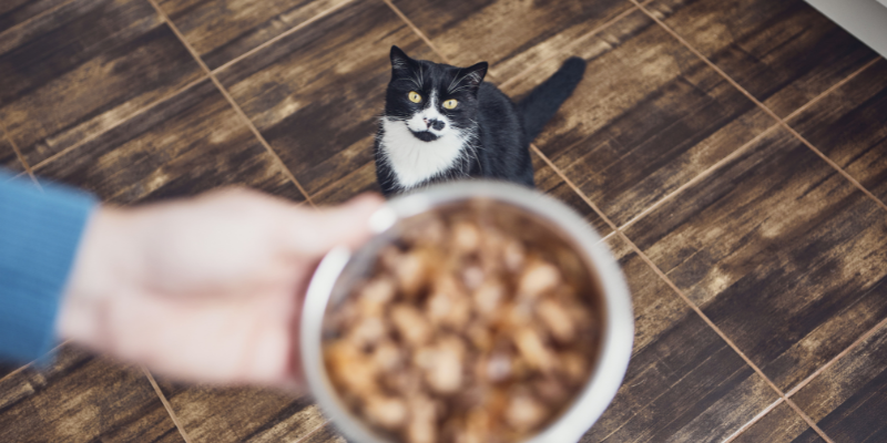 Come Scegliere le Crocchette Giuste per il Tuo Gatto Anziano cover