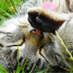 Gatto steso in un prato si lecca la zampa