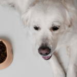 Cane sterilizzato con ciotola di croccantini