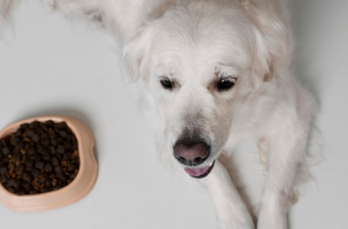 Le Migliori Crocchette per Cani Sterilizzati Raccomandate dai Veterinari thumb