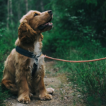 impatto ambientale nel pet food