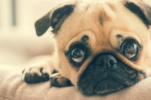 Cibo umido per cani con problemi gastrointestinali thumb