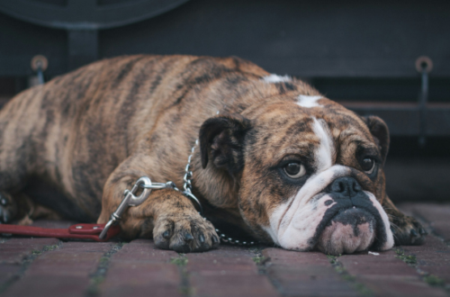 Cibo umido per cani con dermatite: quali sono le migliori opzioni? thumb