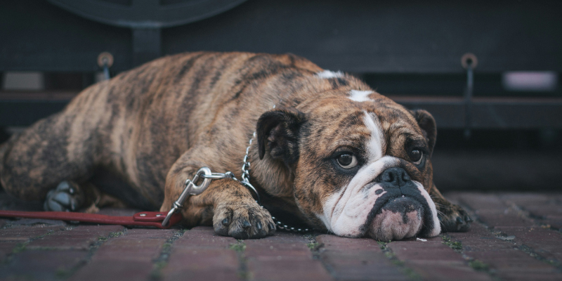 Cibo umido per cani con dermatite: quali sono le migliori opzioni? cover