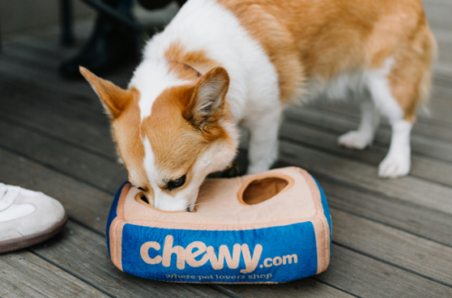 Guida all’acquisto: cibo senza cereali per cani con allergie thumb