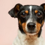 cibo umido per cani diabetici