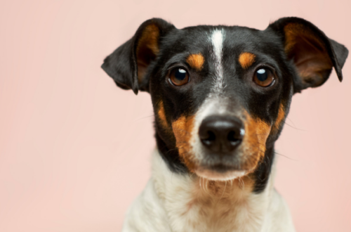 Scelta del miglior cibo umido per cani diabetici: consigli e raccomandazioni thumb