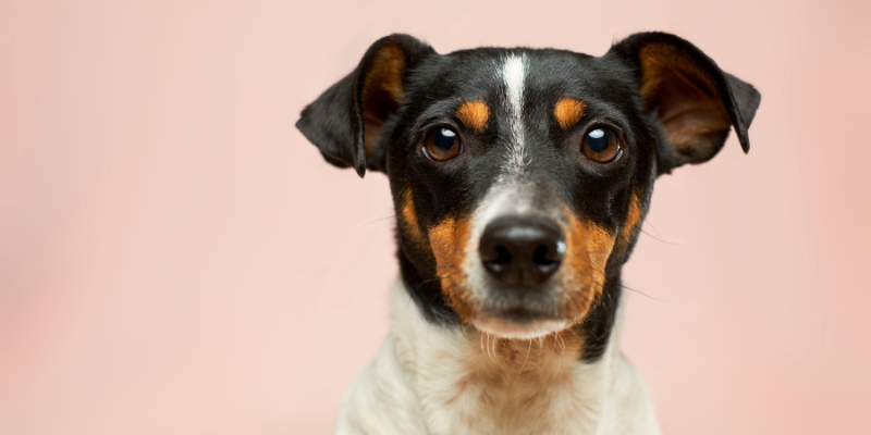 Scelta del miglior cibo umido per cani diabetici: consigli e raccomandazioni cover