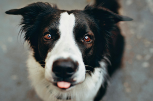 Tutto quello che devi sapere sul Border Collie: il cane intelligente per eccellenza thumb