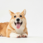 cibo umido per cani sterilizzati
