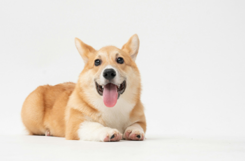 Cibo umido per cani sterilizzati: consigli per un’alimentazione sana e bilanciata thumb