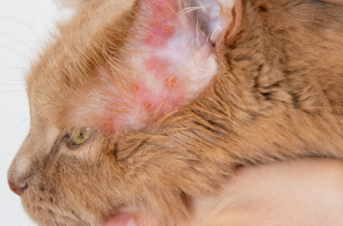 Acari nelle orecchie del gatto: guida completa per riconoscerli e debellarli thumb
