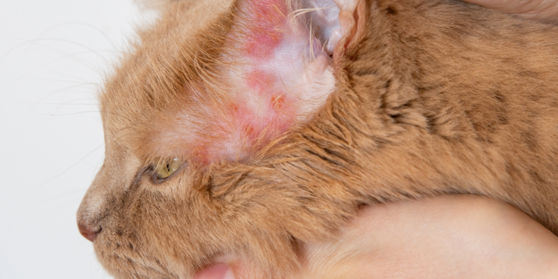 Acari nelle orecchie del gatto: guida completa per riconoscerli e debellarli cover