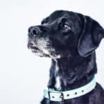 cibo umido per cani anziani