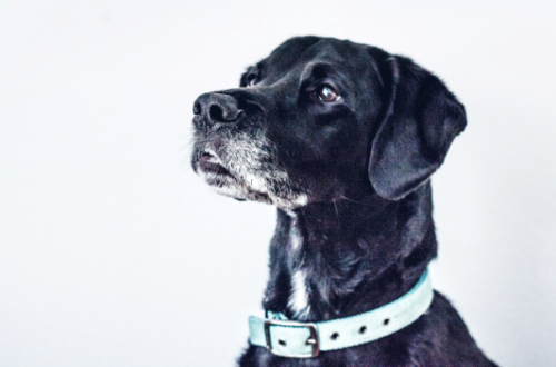 Cibo umido per cani anziani: guida completa per il benessere del tuo amico a quattro zampe thumb