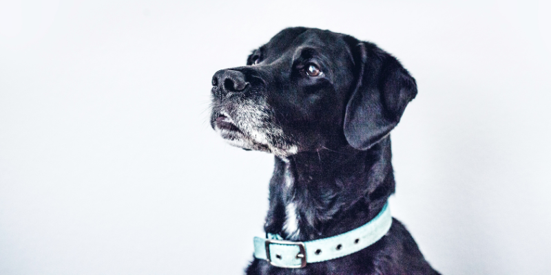 Cibo umido per cani anziani: guida completa per il benessere del tuo amico a quattro zampe cover